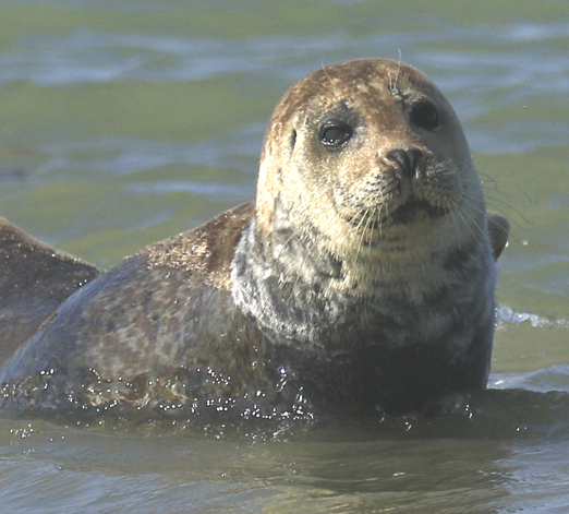 balade-art-et-nature-baie-de-somme-agnes-bourdon-guide-nature-artiste-contemporain-découvrir-observer-phoques-maree-basse-faune