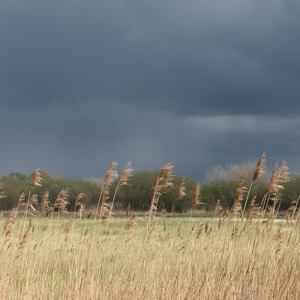balade-art-et-nature-baie-de-somme-agnes-bourdon-guide-nature-artiste-contemporain-découvrir-contempler-parc-ornithologique-du-marquenterre-beaux-paysages