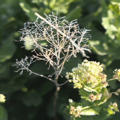balade-art-et-nature-baie-de-somme-agnes-bourdon-guide-nature-artiste-contemporain-mosaïque-découvrir-botanique-vegetal-flore-cayeux-sur-mer-reserve-naturelle