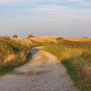 balade-art-et-nature-baie-de-somme-agnes-bourdon-guide-nature-artiste-contemporain-mosaïque-découvrir-observer-faune-flore-hable-d-ault-cayeux-sur-mer-chemin