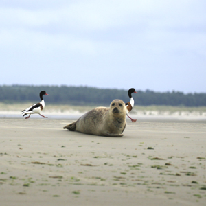 balade-art-et-nature-baie-de-somme-agnes-bourdon-guide-nature-artiste-contemporain-observer-phoques-veau-marin-maree-basse-avifaune-tadorne-de-belon