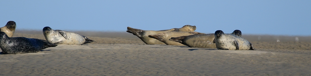 balade-art-et-nature-baie-de-somme-phoque-banc-de-sable-faune-mer-maree-basse-cote-picarde-littoral-biodiversite-agnes-bourdon-guide-nature-artiste-contemporain-mosaïque