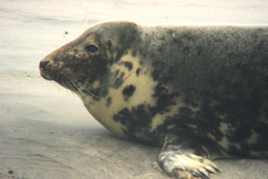balade-art-et-nature-baie-de-somme-phoque-gris-banc-de-sable-faune-mammifere-marin-agnes-bourdon-guide-nature-artiste-contemporain-mosaïque