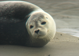 balade-art-et-nature-baie-de-somme-phoque-veau-marin-banc-de-sable-faune-observer-apprendre-découvrir-mammifere-marin-agnes-bourdon-guide-nature-artiste-contemporain-mosaïque