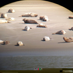 balade-art-nature-baie-de-somme-observation-phoques-bancs-de-sable-maree-basse-agnes bourdon-guide-nature-artiste-contemporain-mosaïque-marcher-découvrir-plantes-sauvages-comestibles-route-blanche-cayeux-sur-mer-le-hourdel