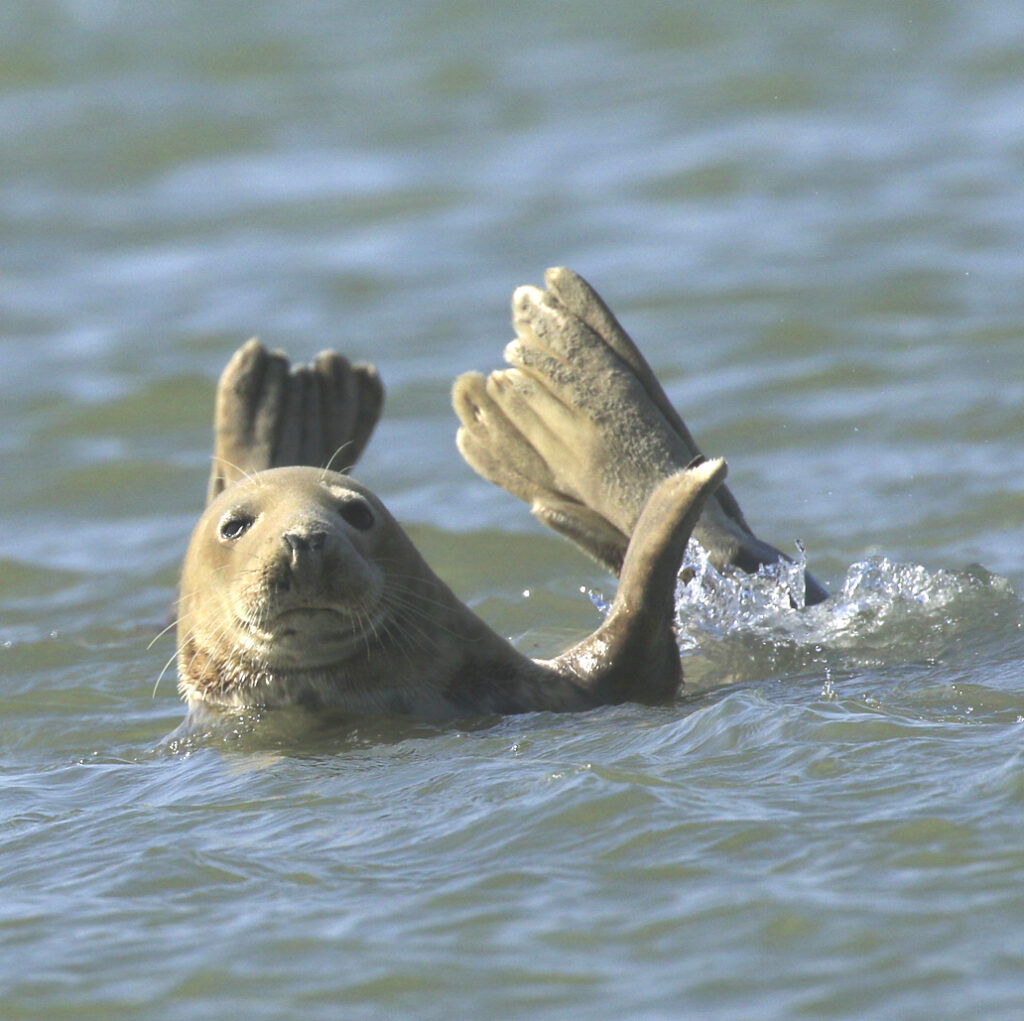 balade-art-nature-baie-de-somme-observation-phoques-bancs-de-sable-maree-basse-agnes bourdon-guide-nature-slowlife-artiste-contemporain-mosaïque
